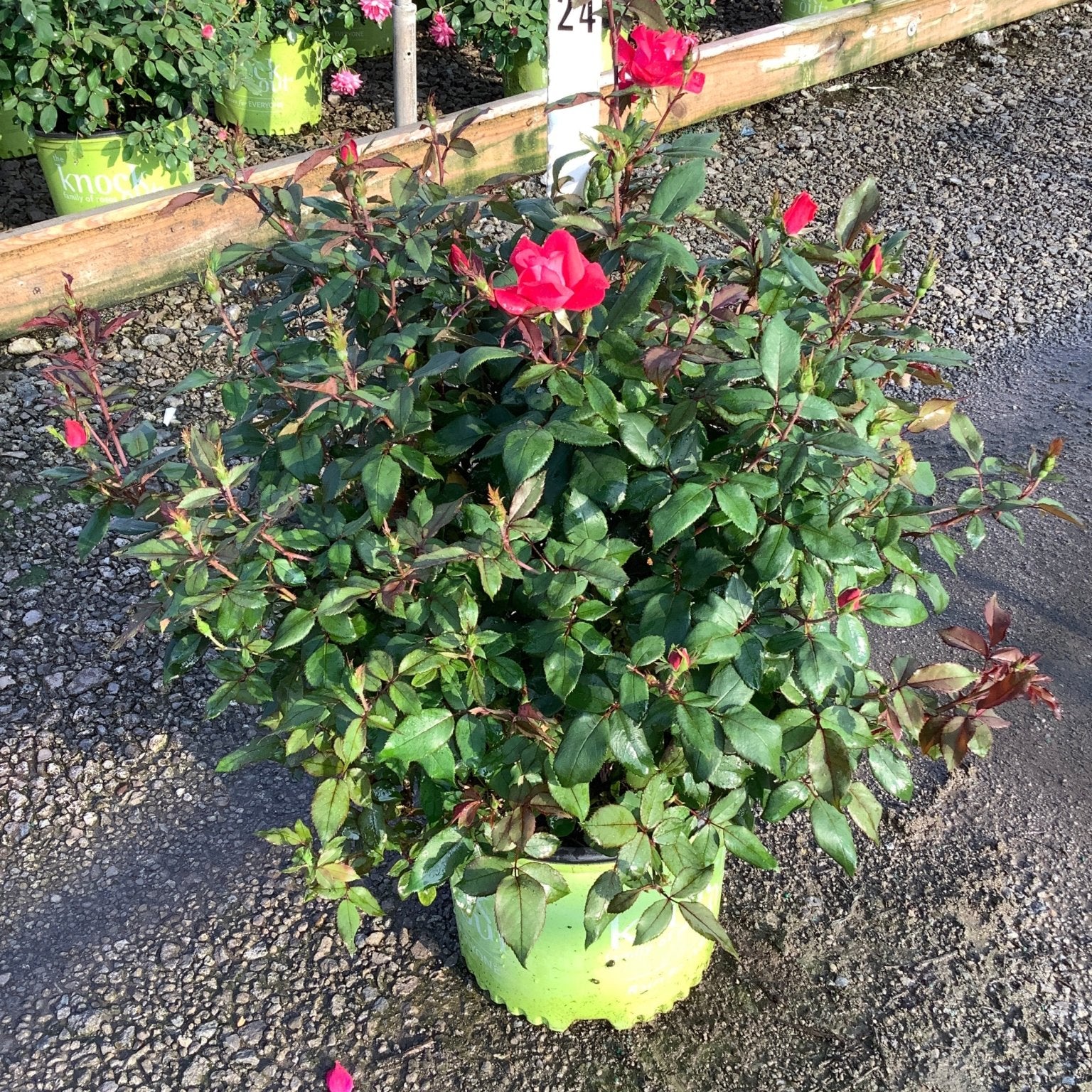 Red Knock Out shrub rose in a #3 nursery container with bright red blooms and dark green foliage.