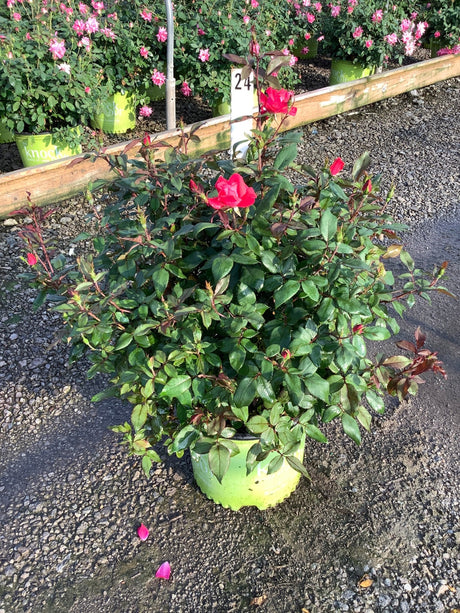 Red Knock Out shrub rose in a #3 nursery container with bright red blooms and dark green foliage.
