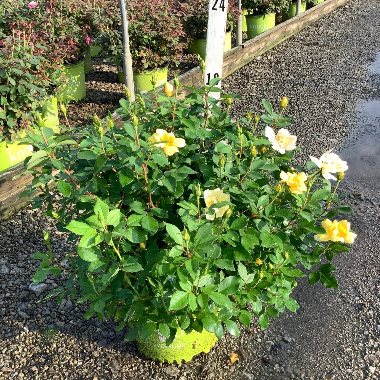 Sunny Knock Out shrub rose in a green nursery container with yellow blooms and buds at a garden center.