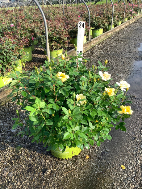 Sunny Knock Out shrub rose in a green nursery container with yellow blooms and buds at a garden center.