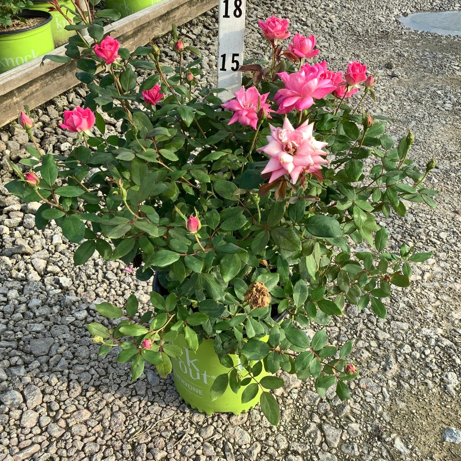 Pink Double Knock Out Shrub Rose in a lime green container with abundant hot pink double blooms and buds at a nursery.