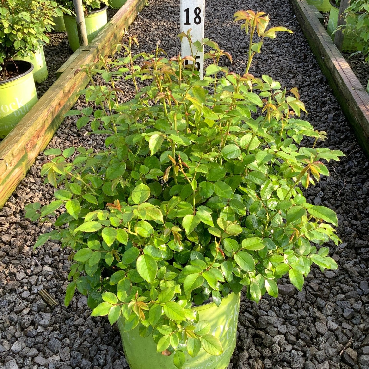 Knock Out Easy Bee-zy Shrub Rose in a #3 container showing lush green foliage with reddish new growth at a nursery.