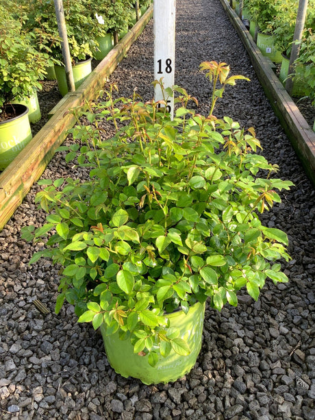 Knock Out Easy Bee-zy Shrub Rose in a #3 container showing lush green foliage with reddish new growth at a nursery.