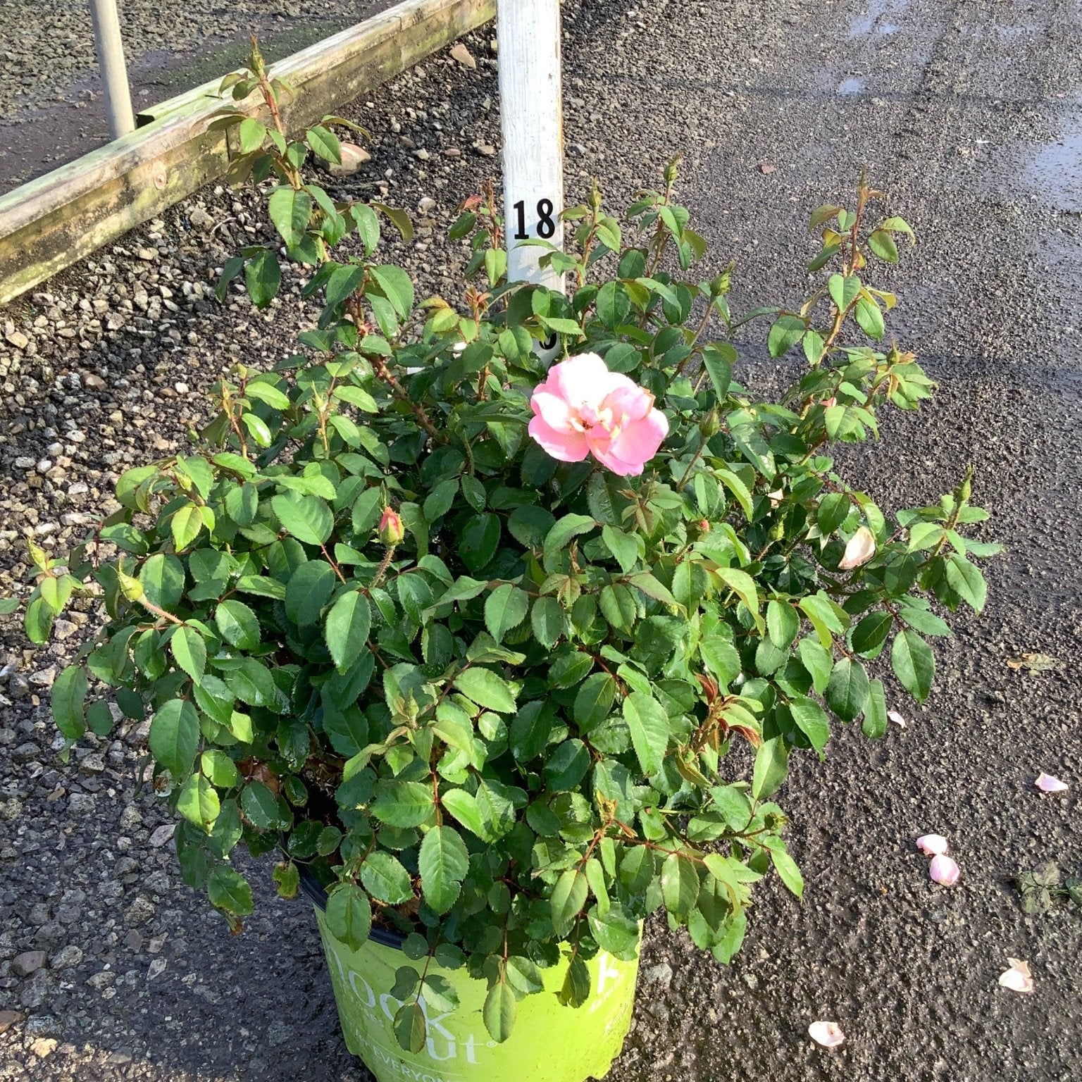 Peachy Knock Out Shrub Rose in a #3 container with lush green foliage and a single open pink bloom.
