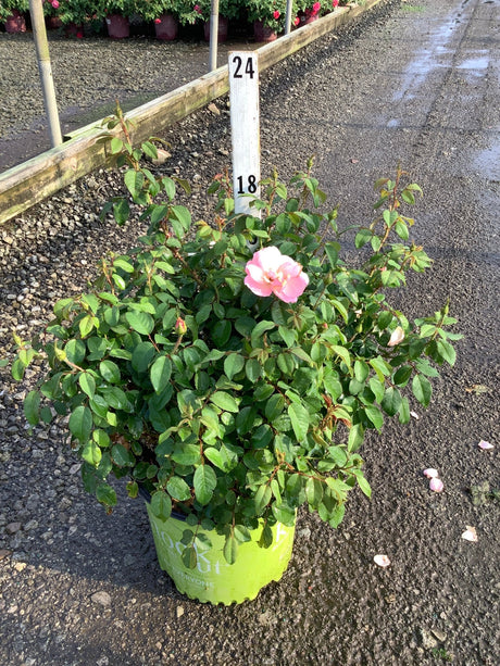 Peachy Knock Out Shrub Rose in a #3 container with lush green foliage and a single open pink bloom.