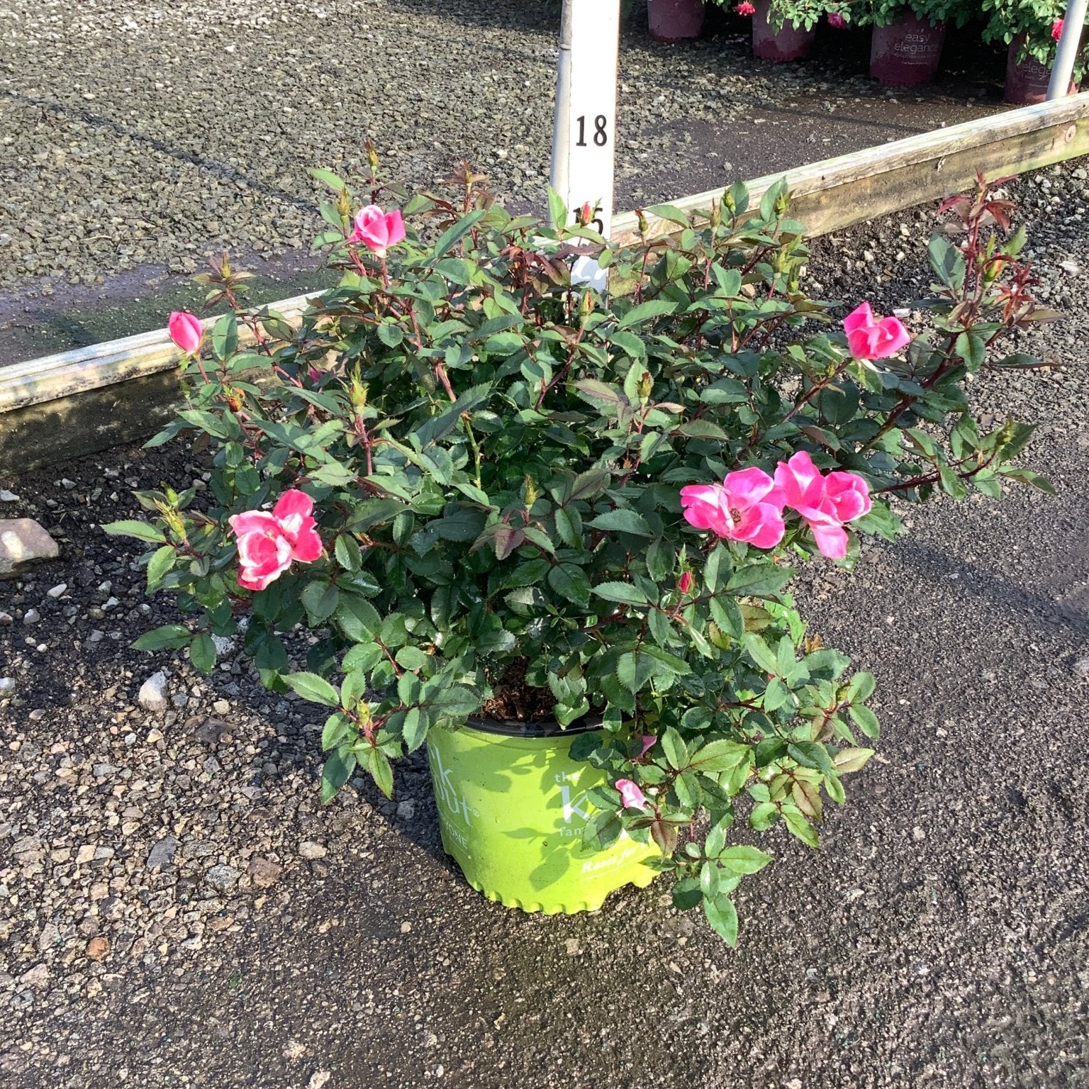 Pink Knock Out Shrub Rose in a lime green #3 container with bright pink blooms and dark green foliage.