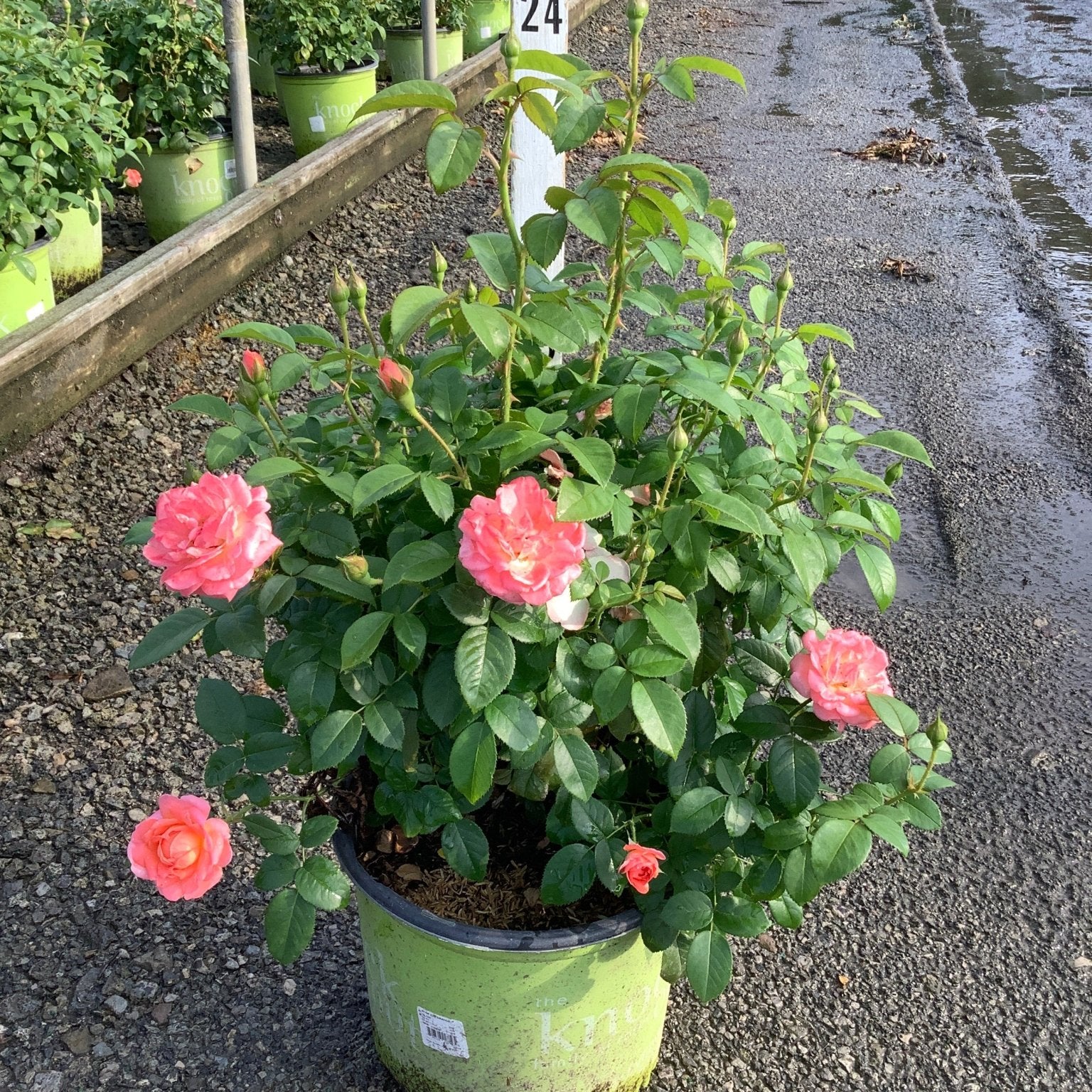 Knock Out Orange Glow Shrub Rose in a green nursery container with coral-pink blooms and buds at a garden center.