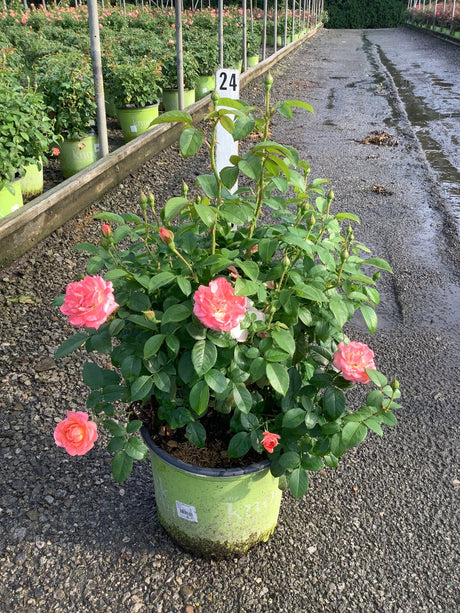 Knock Out Orange Glow Shrub Rose in a green nursery container with coral-pink blooms and buds at a garden center.