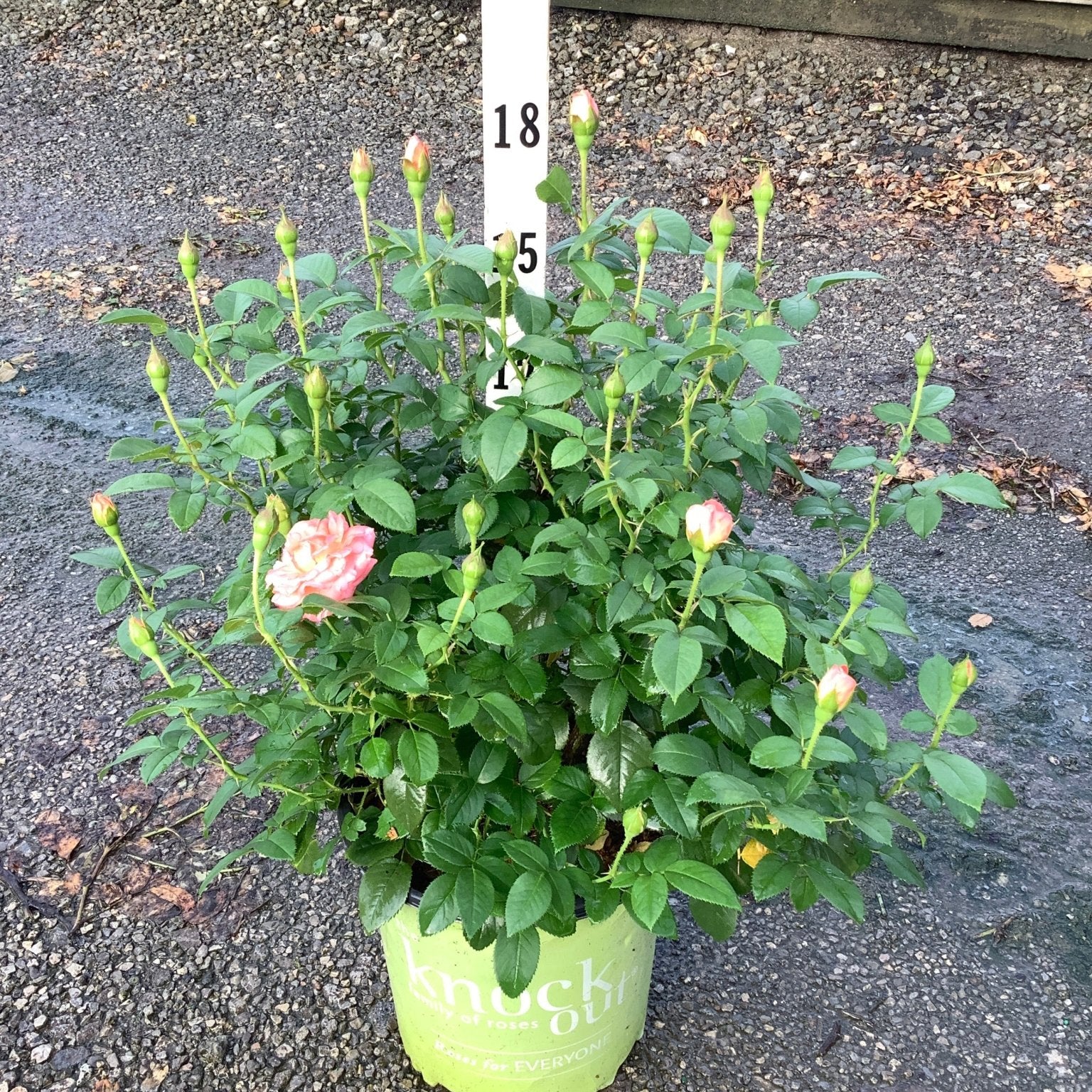 Knock Out Orange Glow Shrub Rose in a lime green nursery container with pink blooms and numerous buds.