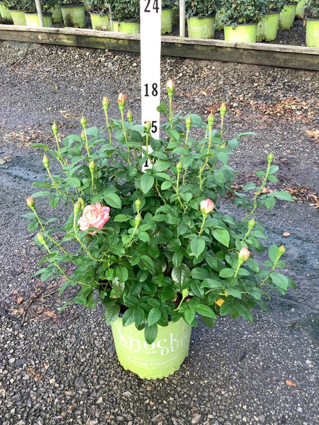 Knock Out Orange Glow Shrub Rose in a lime green nursery container with pink blooms and numerous buds.