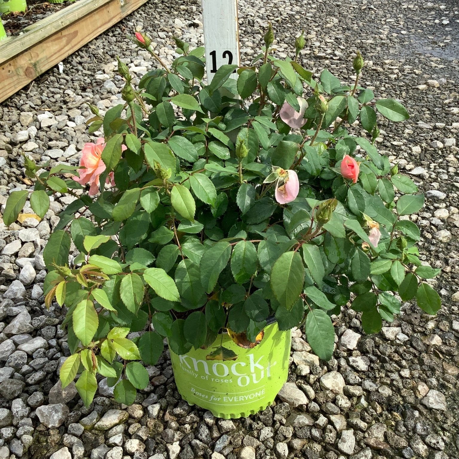 Peachy Knock Out shrub rose in a branded green nursery container with pink blooms and buds on a gravel surface.
