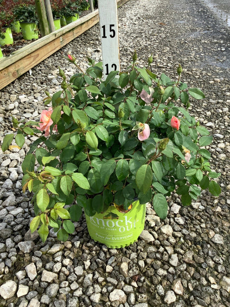 Peachy Knock Out shrub rose in a branded green nursery container with pink blooms and buds on a gravel surface.