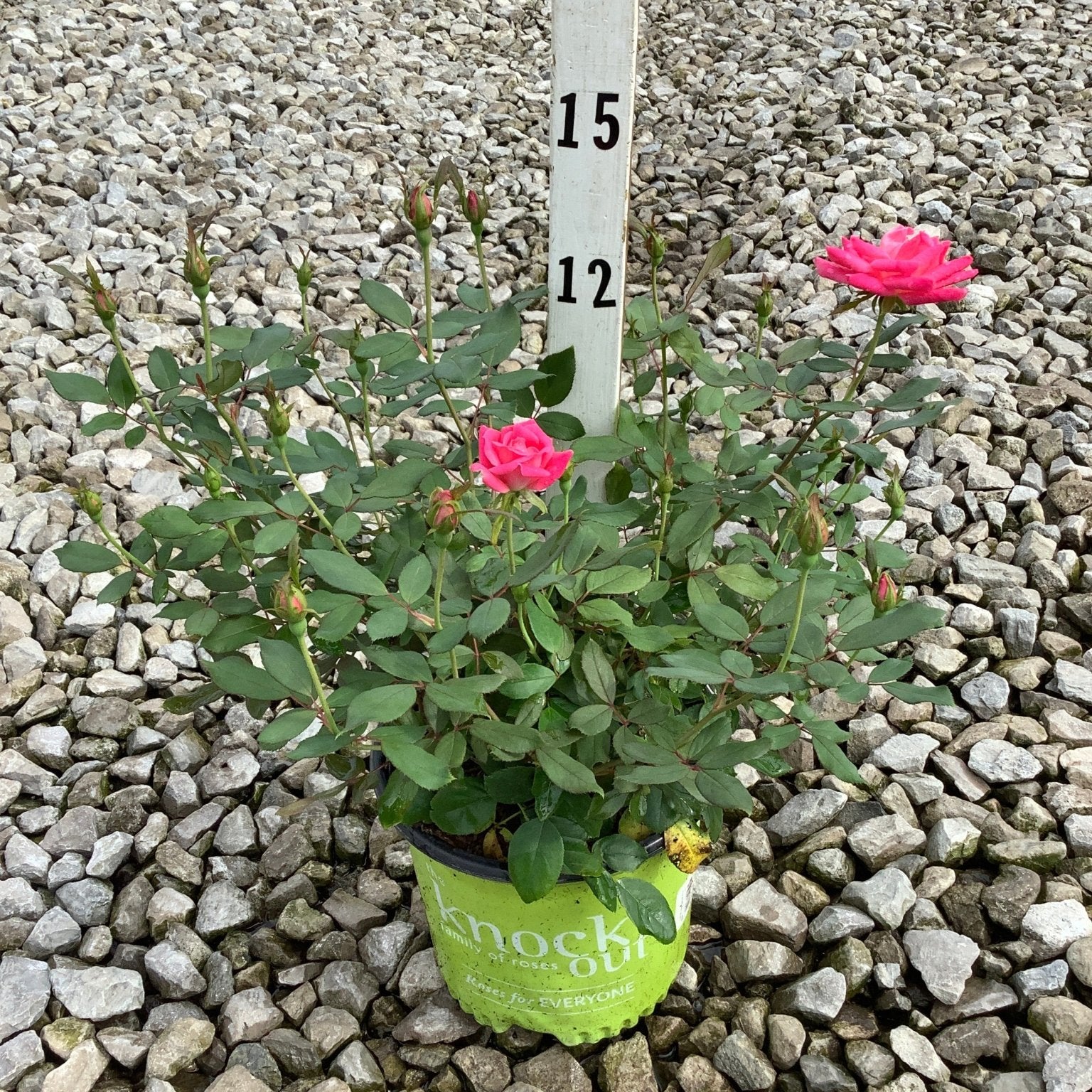 Pink Double Knock Out Shrub Rose in a #1 container with two hot pink blooms and multiple buds, shown on gravel.