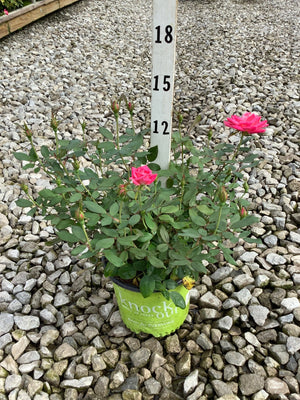 Pink Double Knock Out Shrub Rose in a #1 container with two hot pink blooms and multiple buds, shown on gravel.