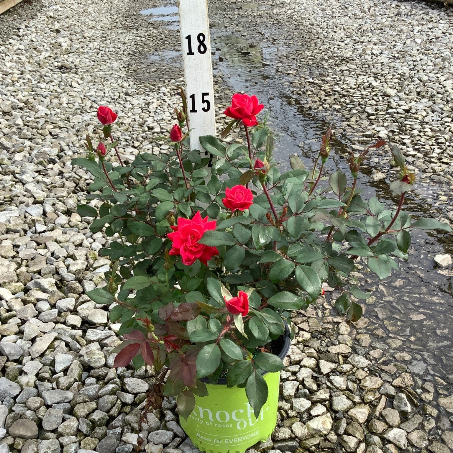 Red Double Knock Out Rose in a #1 container displaying vivid red blooms and buds at a nursery grow yard.