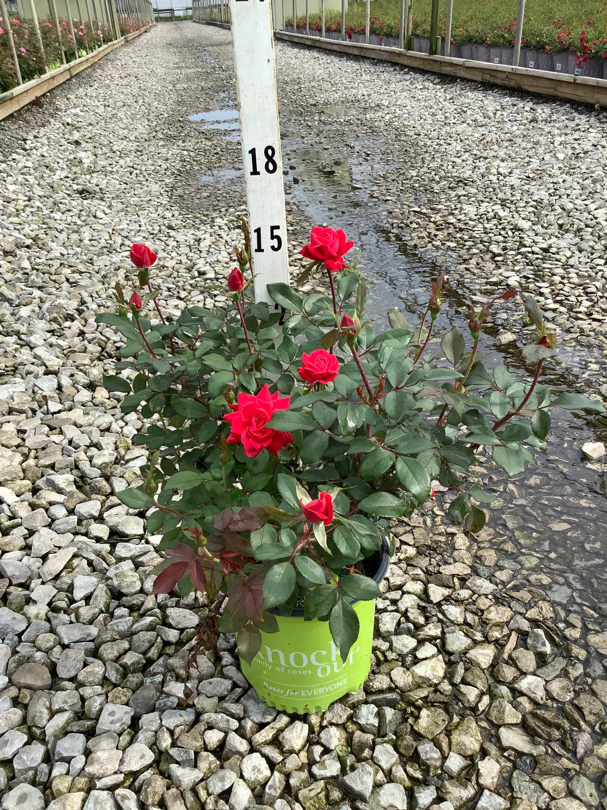 Red Double Knock Out Rose in a #1 container displaying vivid red blooms and buds at a nursery grow yard.