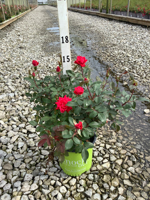 Red Double Knock Out Rose in a #1 container displaying vivid red blooms and buds at a nursery grow yard.