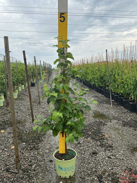 Paper Birch tree in a #3 container single stem pot at a native plants nursery, showing upright leafy green growth.