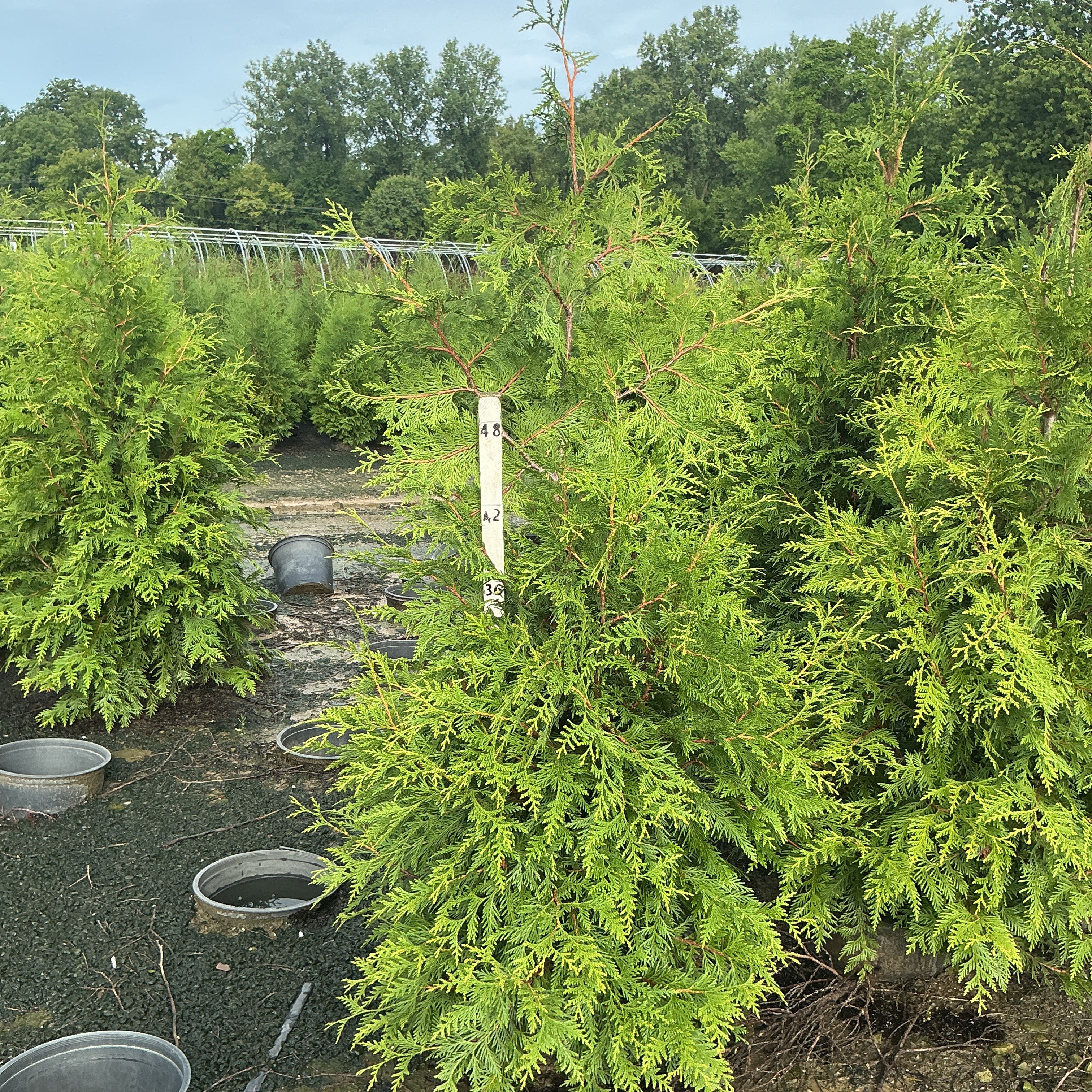 Green Giant Arborvitae shrubs growing in a nursery row, showing bright green feathery foliage on a 3-4 ft container plant.