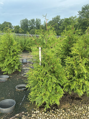 Green Giant Arborvitae shrubs growing in a nursery row, showing bright green feathery foliage on a 3-4 ft container plant.