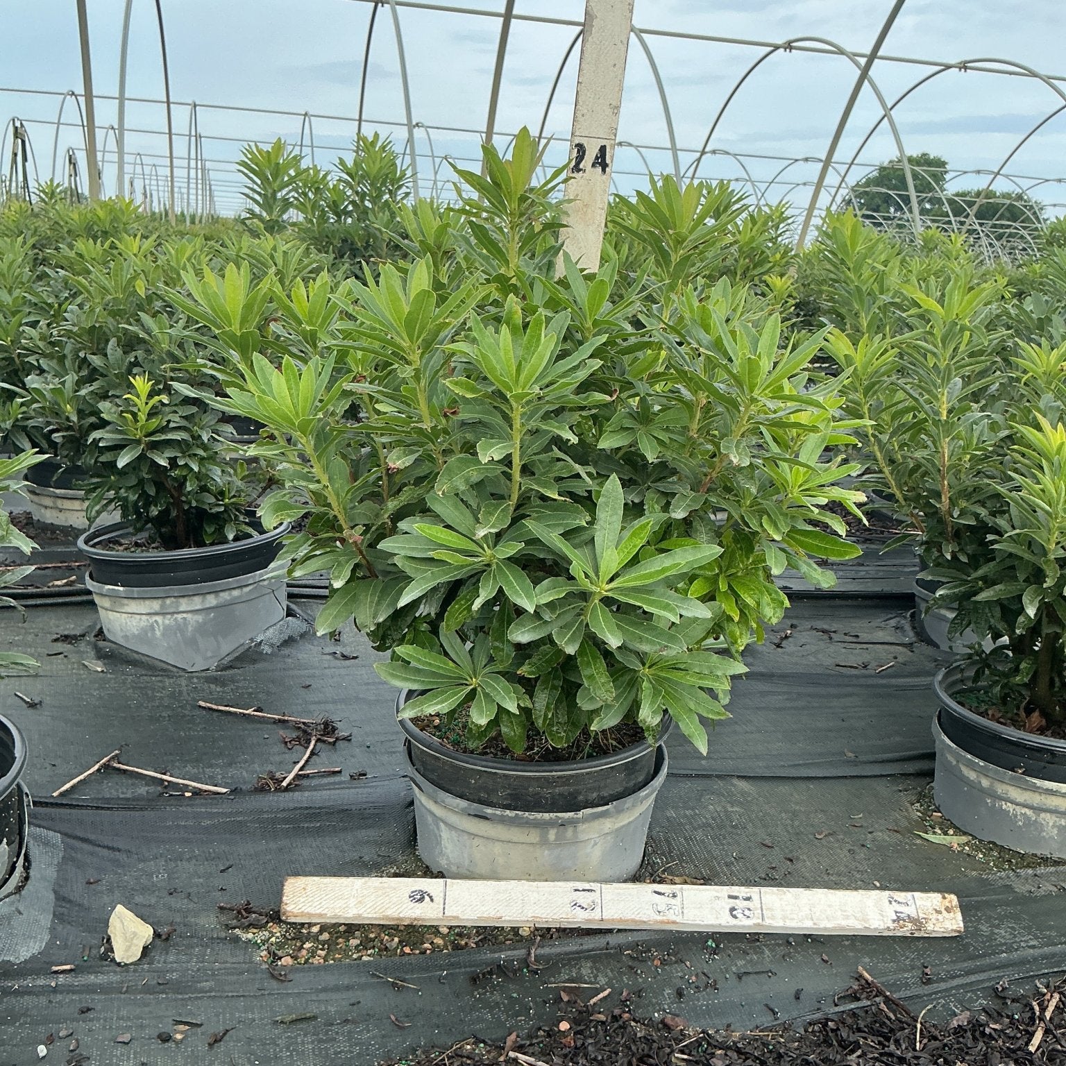 Red Demon Azalea shrub in a #3 container showing dense, dark green foliage grown in a polytunnel nursery setting.