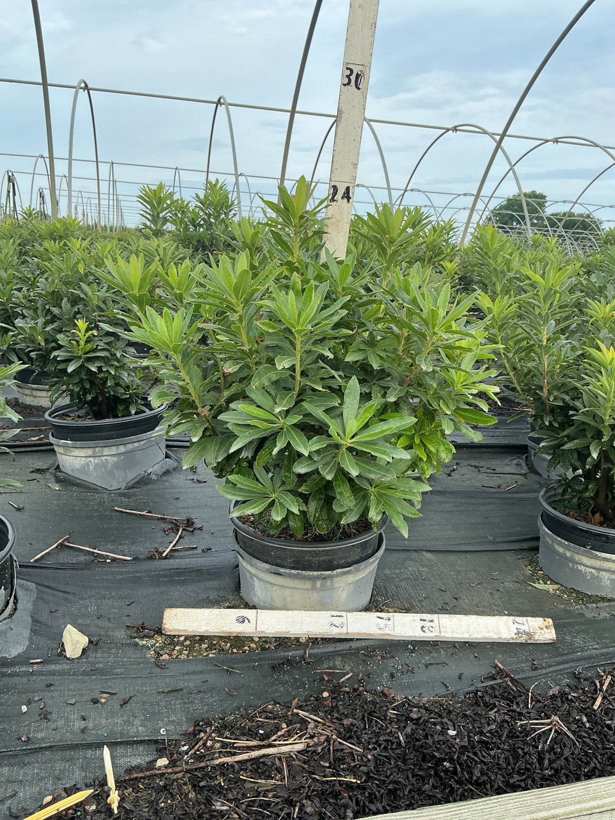 Red Demon Azalea shrub in a #3 container showing dense, dark green foliage grown in a polytunnel nursery setting.