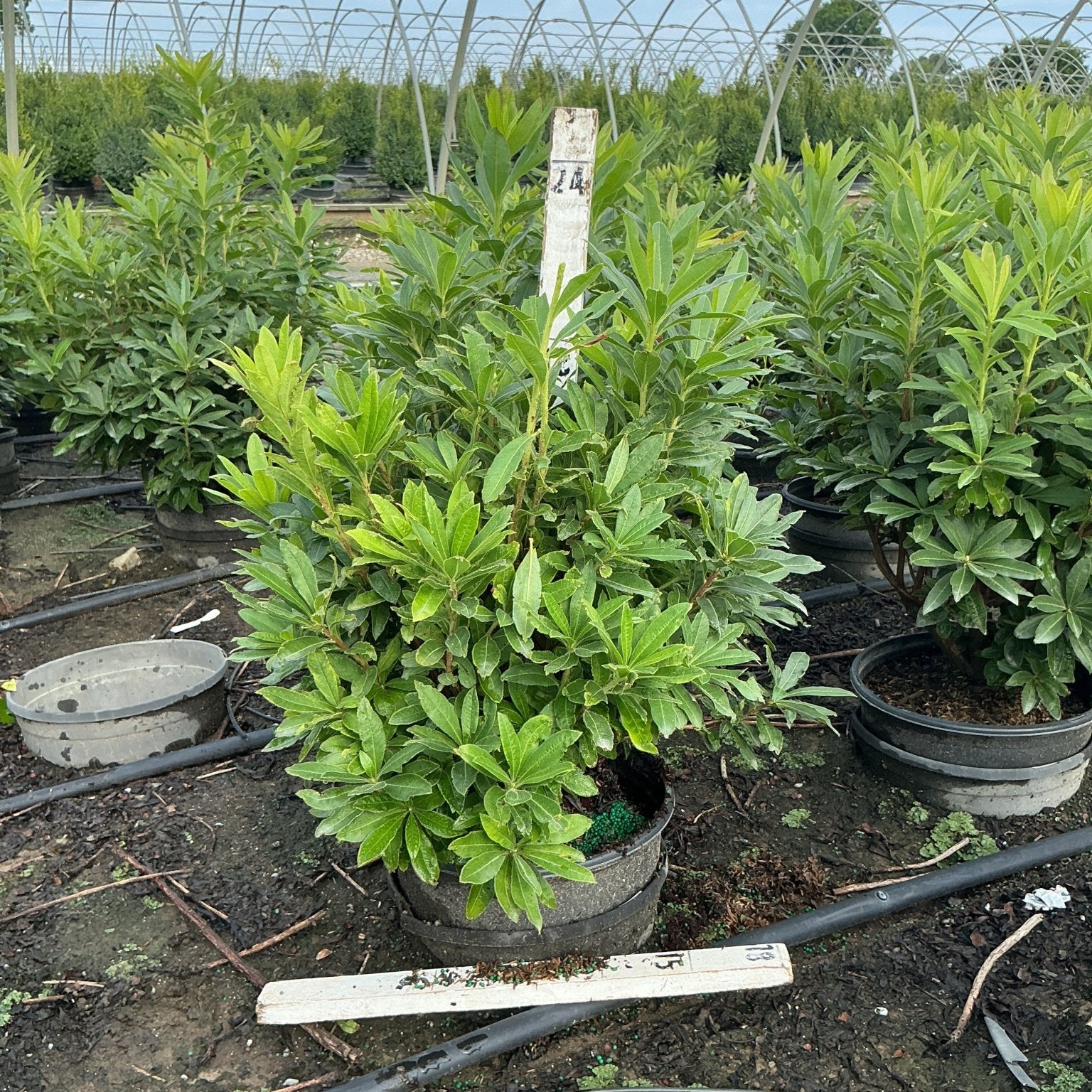 Gibraltar Azalea shrub in a #3 nursery container showing dense green foliage grown under a hoop house at a production nursery.