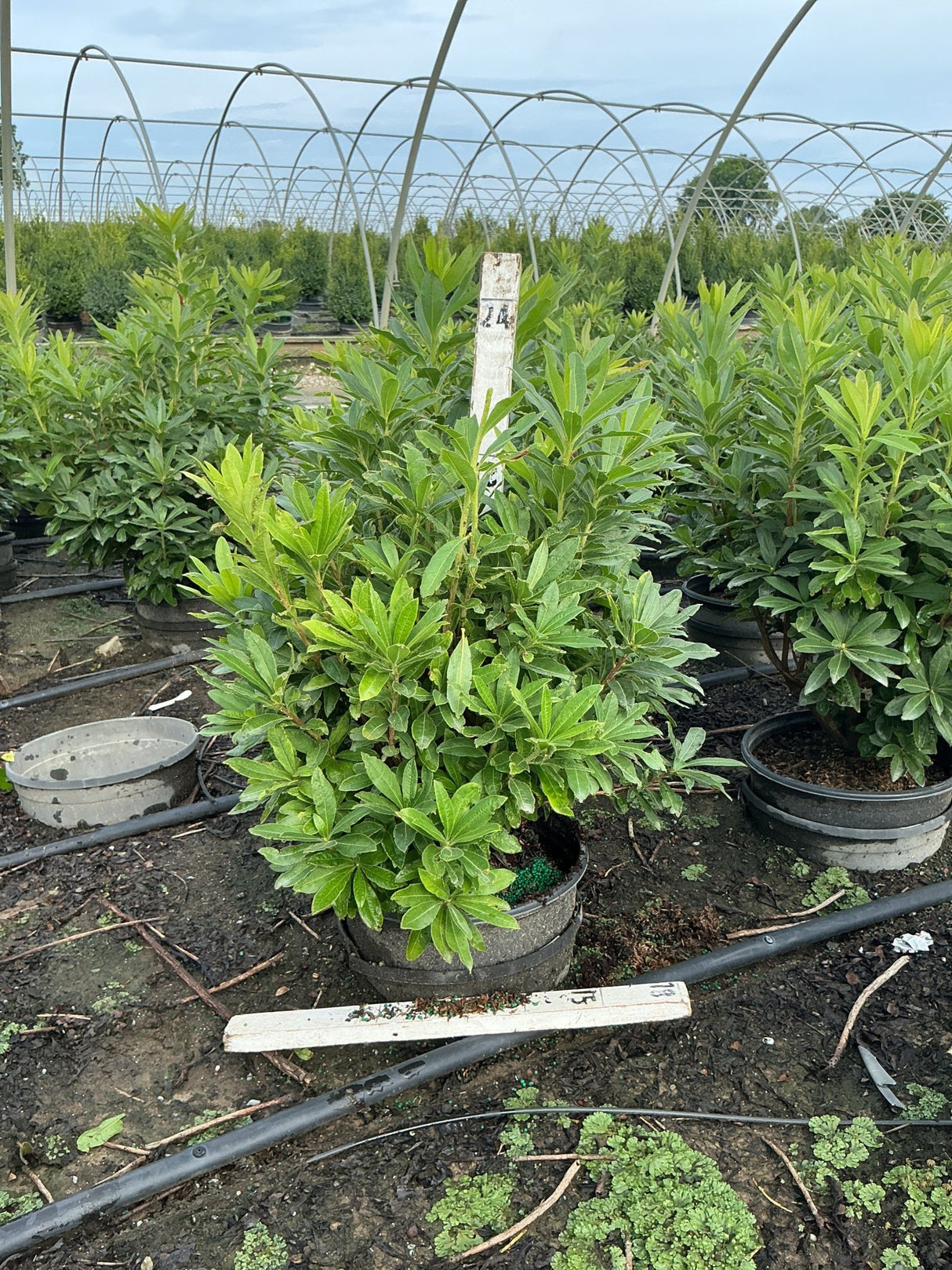 Gibraltar Azalea shrub in a #3 nursery container showing dense green foliage grown under a hoop house at a production nursery.