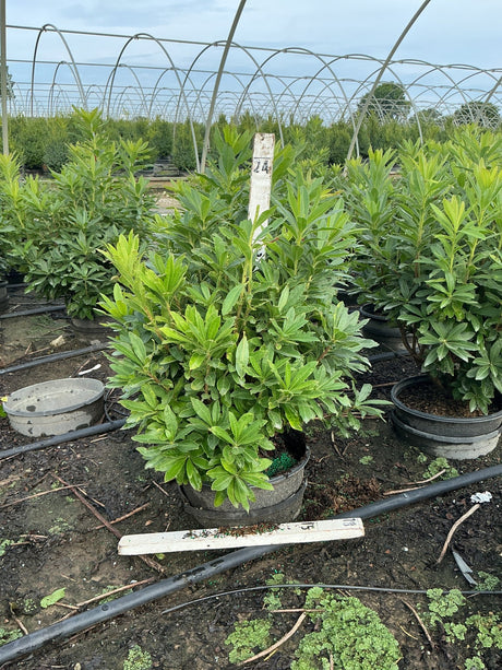 Gibraltar Azalea shrub in a #3 nursery container showing dense green foliage grown under a hoop house at a production nursery.