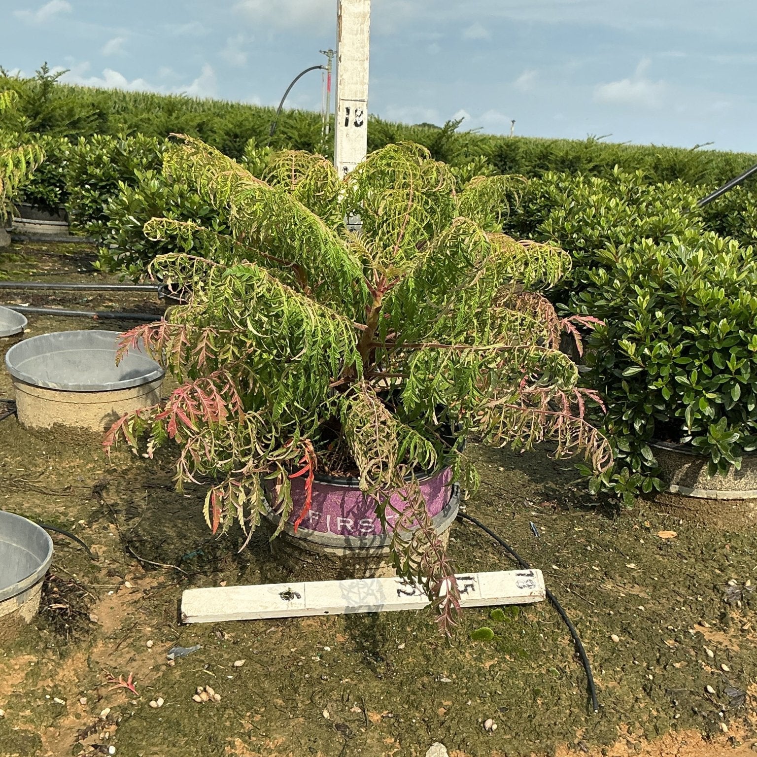 Tiger Eyes Cutleaf Staghorn Sumac in a #3 container showing lacy green and red-tinged foliage at a nursery.
