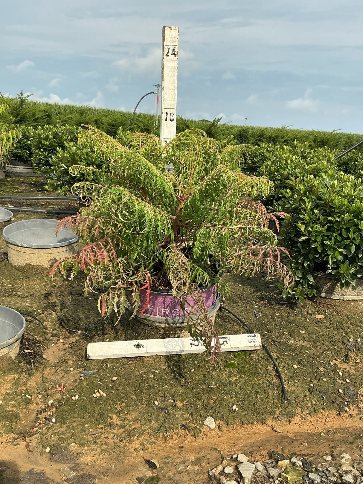 Tiger Eyes Cutleaf Staghorn Sumac in a #3 container showing lacy green and red-tinged foliage at a nursery.