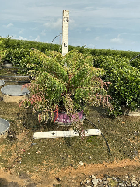 Tiger Eyes Cutleaf Staghorn Sumac in a #3 container showing lacy green and red-tinged foliage at a nursery.