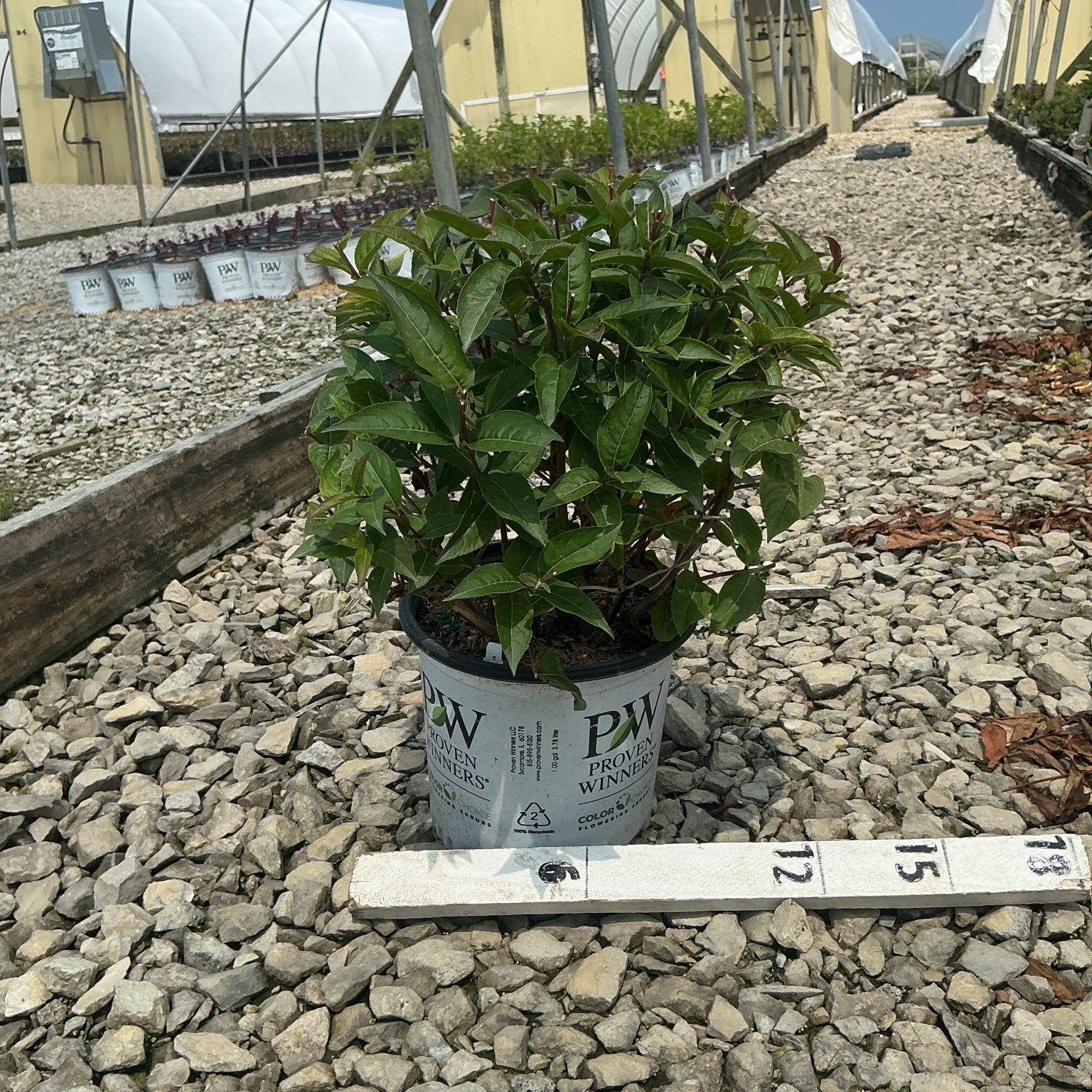 Kodiak Black Bush Honeysuckle in a Proven Winners #1 container at a nursery greenhouse, showing dense dark green foliage.