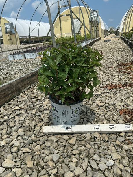 Kodiak Black Bush Honeysuckle in a Proven Winners #1 container at a nursery greenhouse, showing dense dark green foliage.