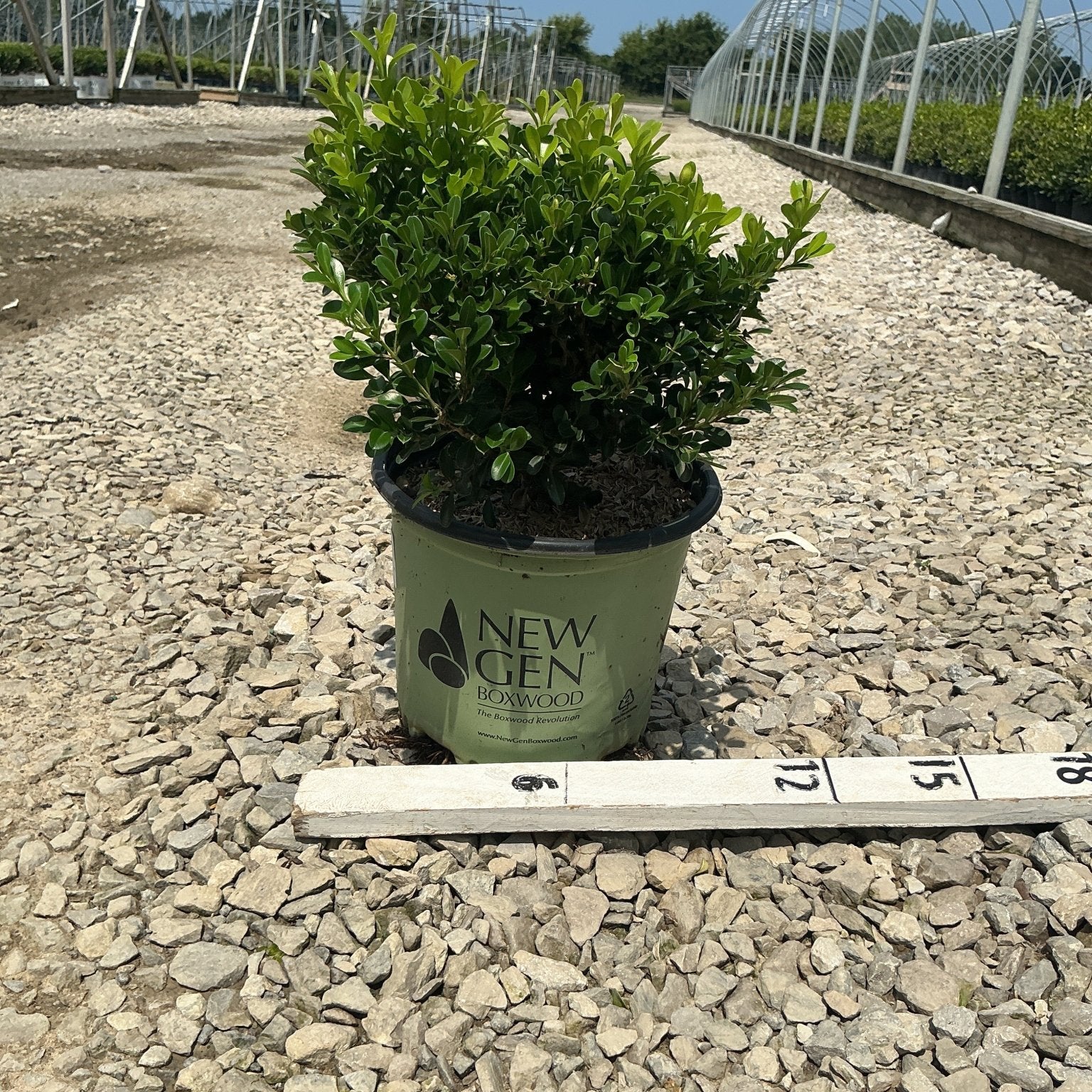 NewGen Independence Boxwood in a #1 container on gravel at a nursery, showing dense rounded green foliage.