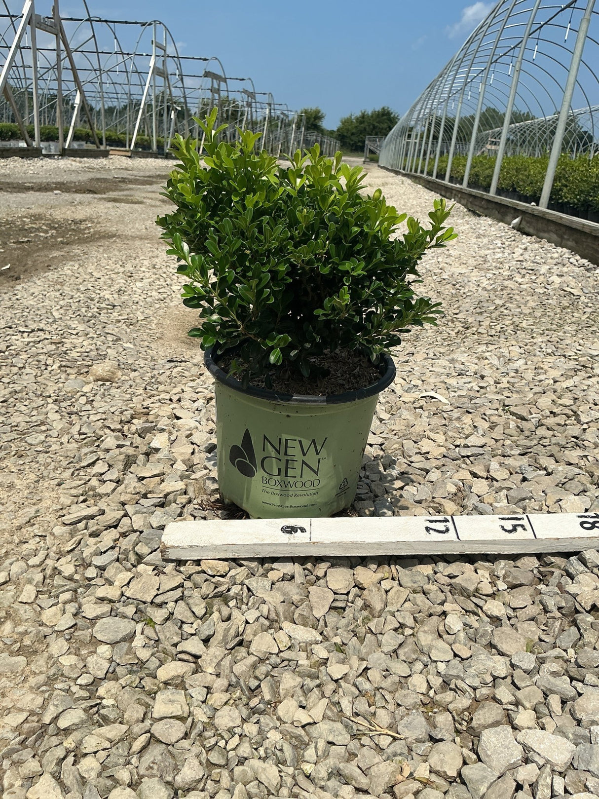 NewGen Independence Boxwood in a #1 container on gravel at a nursery, showing dense rounded green foliage.