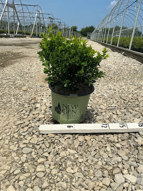 NewGen Independence Boxwood in a #1 container on gravel at a nursery, showing dense rounded green foliage.