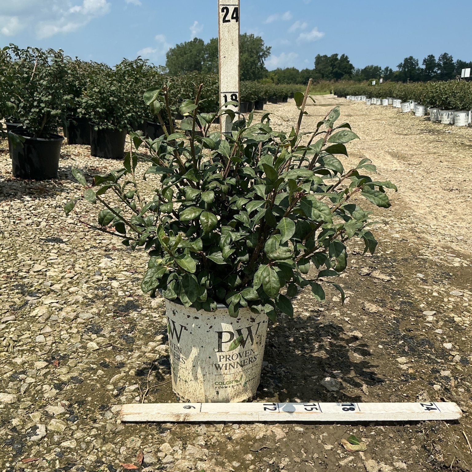 Fire Ball Burning Bush in a #2 Proven Winners container at a nursery, measured at approximately 18 inches tall.
