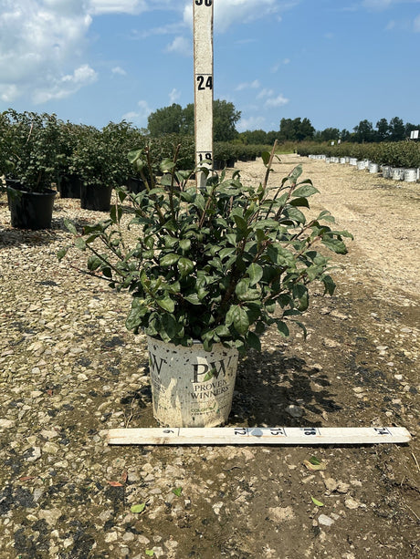 Fire Ball Burning Bush in a #2 Proven Winners container at a nursery, measured at approximately 18 inches tall.