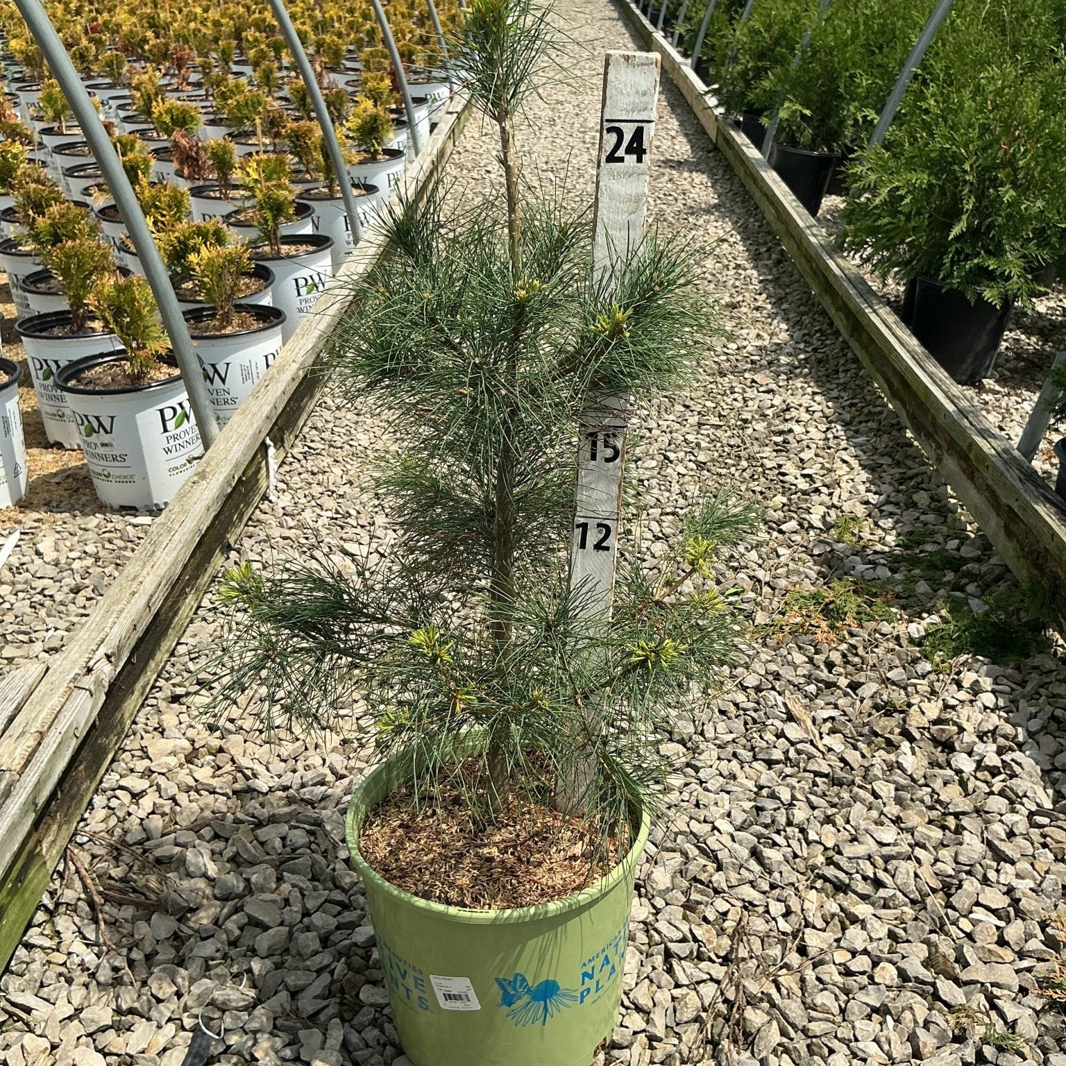 Eastern White Pine tree in a #3 container at a nursery, showing its soft blue-green needles and upright habit.
