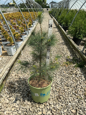 Eastern White Pine tree in a #3 container at a nursery, showing its soft blue-green needles and upright habit.