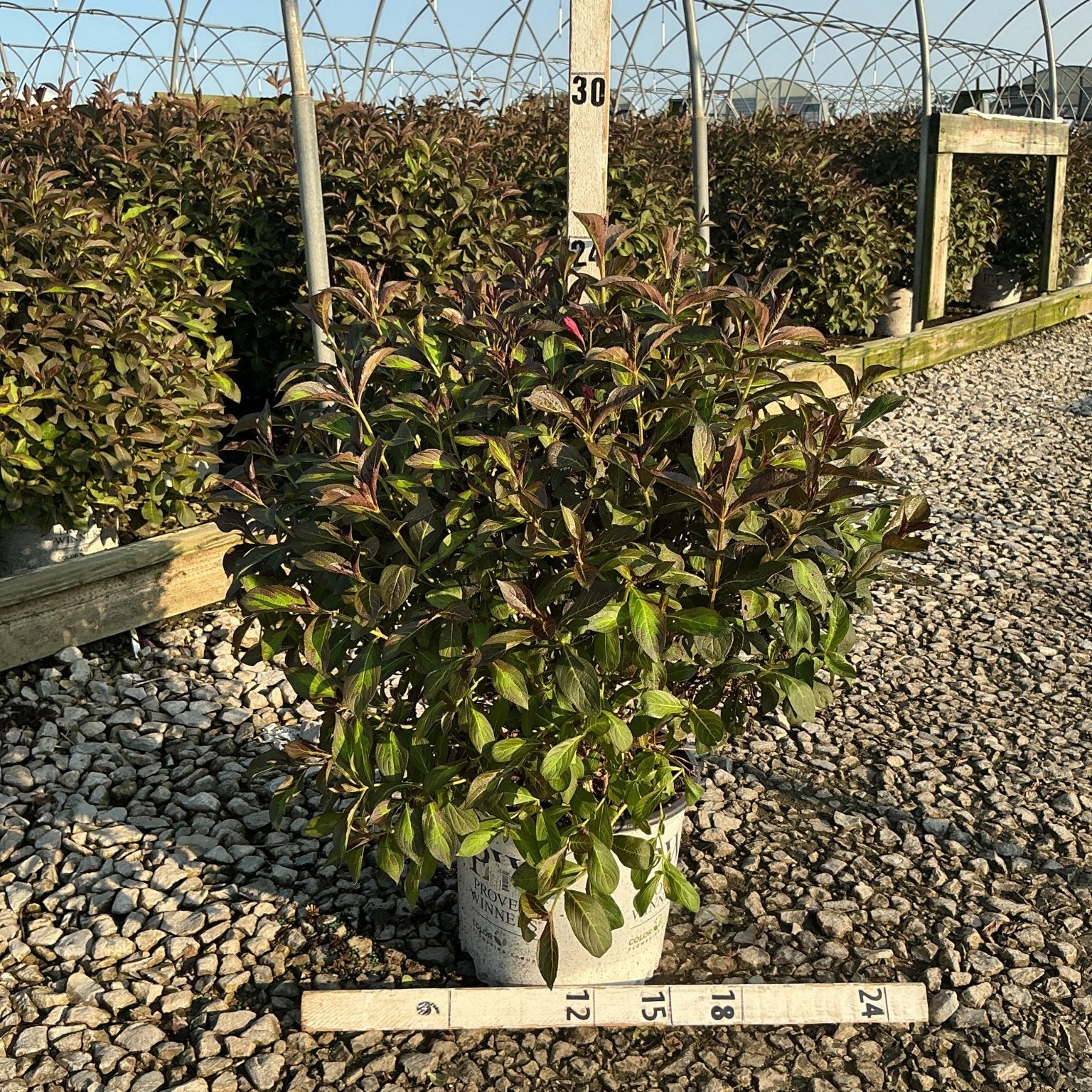 Vinho Verde Weigela shrub in a #3 container with deep burgundy and green foliage, shown with measurement stakes at a nursery.