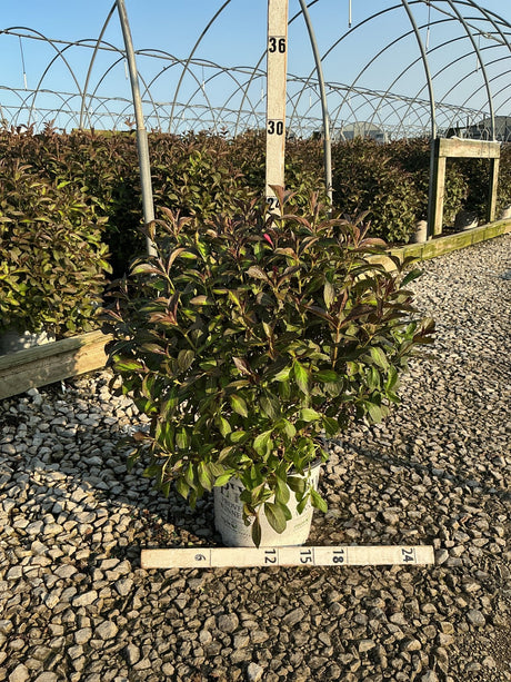 Vinho Verde Weigela shrub in a #3 container with deep burgundy and green foliage, shown with measurement stakes at a nursery.