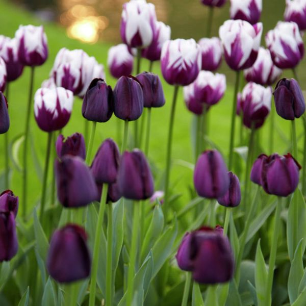 Rem's Favorite Tulip Blend - Nature Hills Nursery - 15 Pack Bulbs - 