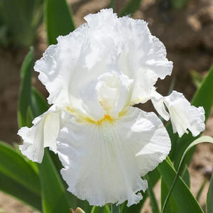 Renown Tall Bearded Iris (Iris germanica 'Renown'), a perennial featuring white flowers and perennial.