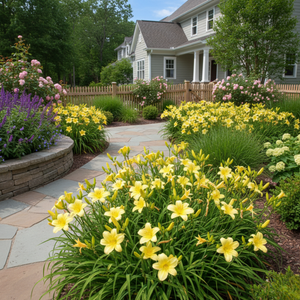 A flagstone garden path bordered by lush yellow daylilies, purple salvia, and pink rose bushes leading toward a gray two-story house with a wooden fence.