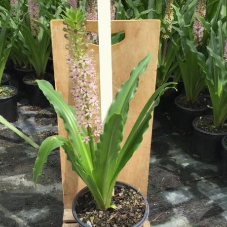 Reuben Pineapple Lily - Nature Hills Nursery - #1 Container - 