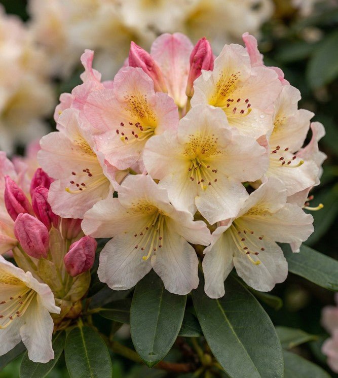 Rhododendron - Percy Wiseman