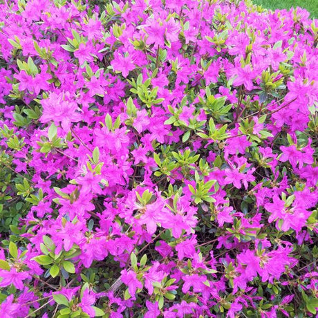 Korean Rhododendron (Rhodendron yedoense var.poukhanense 'Compact') growing in a garden landscape, showing mature shrub form.