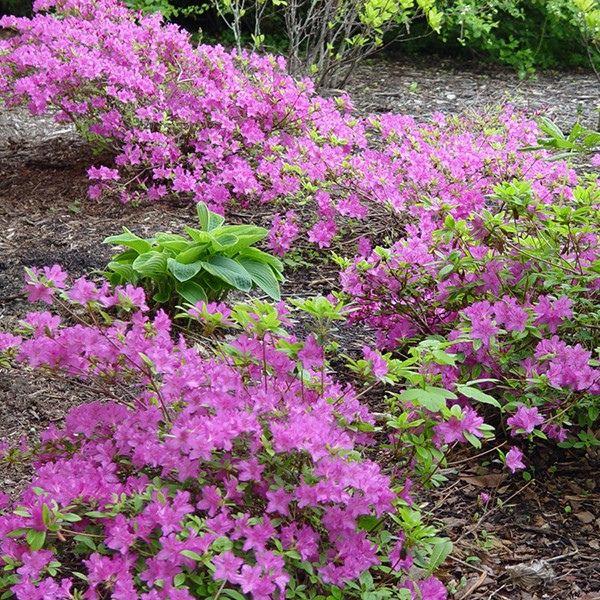 korean rhododendron Korean Rhododendron